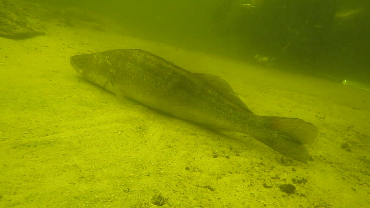 Snoekbaars